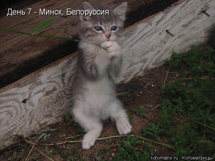 День 7 - Минск, Белоруссия... Котоматрица: День 7 - Минск, Белоруссия