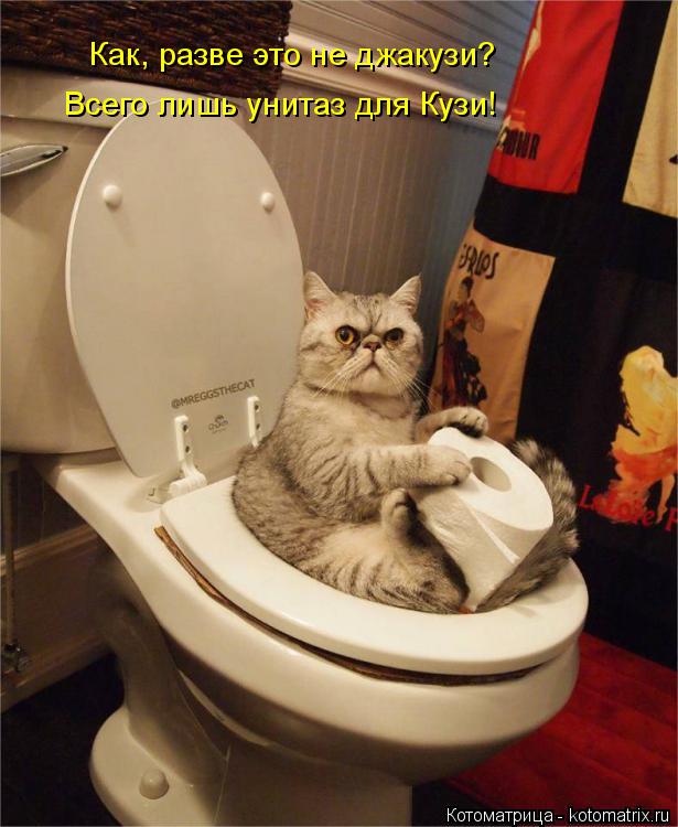 Как, разве это не джакузи? Всего лишь унитаз для Кузи!... Котоматрица: Как, разве это не джакузи? Всего лишь унитаз для Кузи!