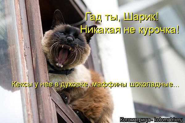 Гад ты, Шарик! Никакая не курочка! Кексы у нее в духовке, маффины шоколадные...... Котоматрица: Гад ты, Шарик! Никакая не курочка! Кексы у нее в духовке, маффины шоколадные...