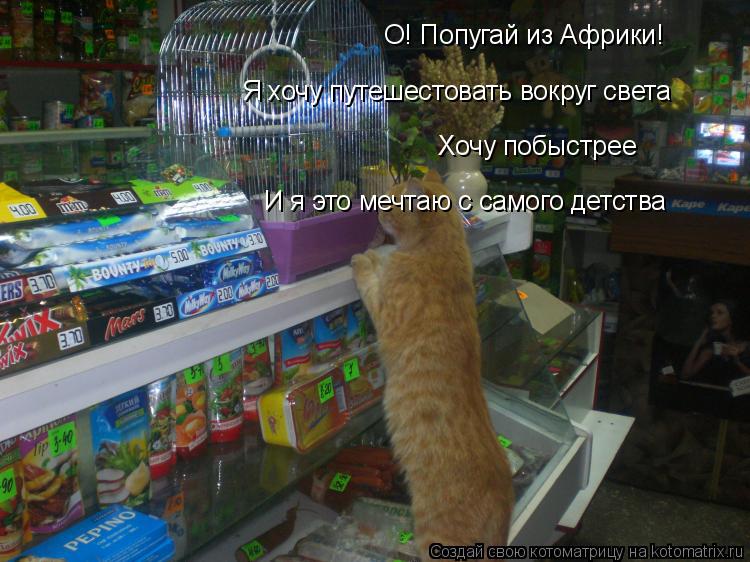 О! Попугай из Африки! Я хочу путешестовать вокруг света Хочу побыстрее И я это мечтаю с самого детств... Котоматрица: О! Попугай из Африки! Я хочу путешестовать вокруг света Хочу побыстрее И я это мечтаю с самого детства