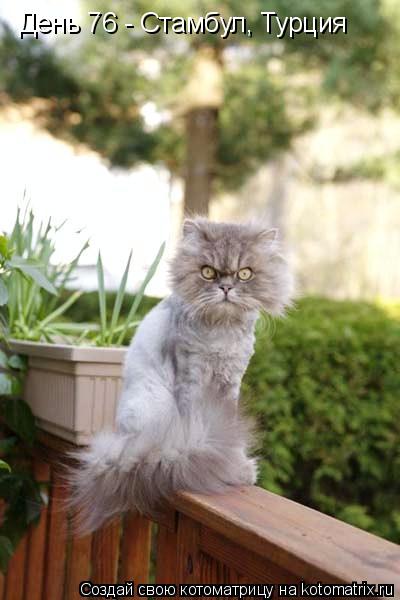 День 76 - Стамбул, Турция... Котоматрица: День 76 - Стамбул, Турция