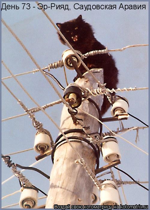 День 73 - Эр-Рияд, Саудовская Аравия... Котоматрица: День 73 - Эр-Рияд, Саудовская Аравия