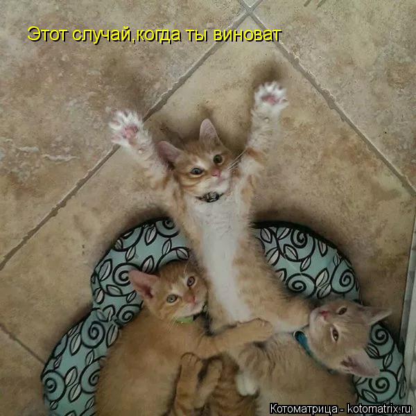 Этот случай,когда ты виноват... Котоматрица: Этот случай,когда ты виноват
