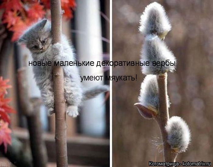 новые маленькие декоративные вербы новые маленькие декоративные вербы новые маленькие декоративные ... Котоматрица: новые маленькие декоративные вербы новые маленькие декоративные вербы новые маленькие декоративные вербы умеют мяукать!