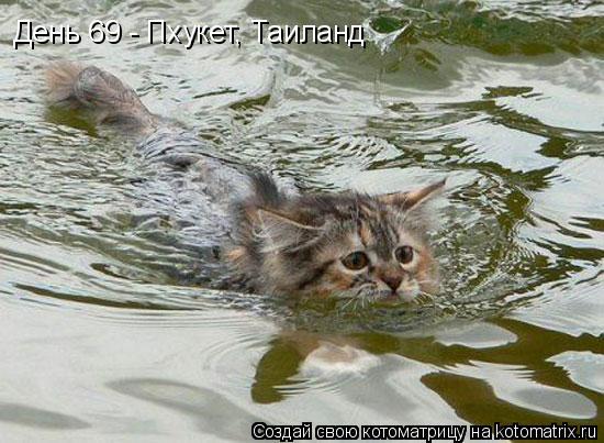 День 69 - Пхукет, Таиланд... Котоматрица: День 69 - Пхукет, Таиланд