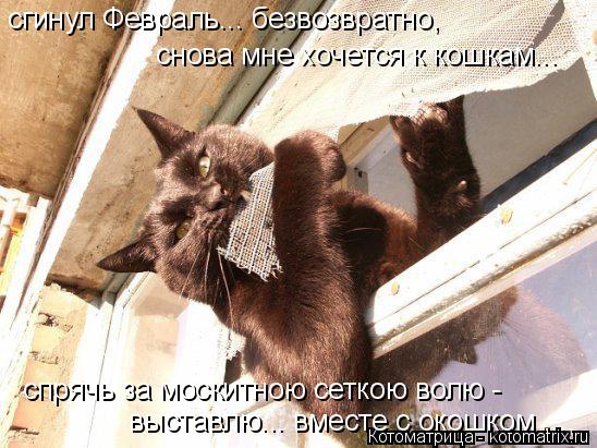 спрячь за москитною сеткою волю - выставлю... вместе с окошком .... сгинул Февраль... безвозвратно, ... Котоматрица: спрячь за москитною сеткою волю - выставлю... вместе с окошком .... сгинул Февраль... безвозвратно, снова мне хочется к кошкам...