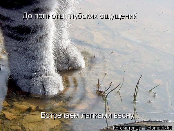До полноты глубоких ощущений Встречаем лапками весну...... Котоматрица: До полноты глубоких ощущений Встречаем лапками весну...