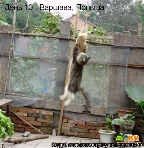 День 10 - Варшава, Польша... Котоматрица: День 10 - Варшава, Польша