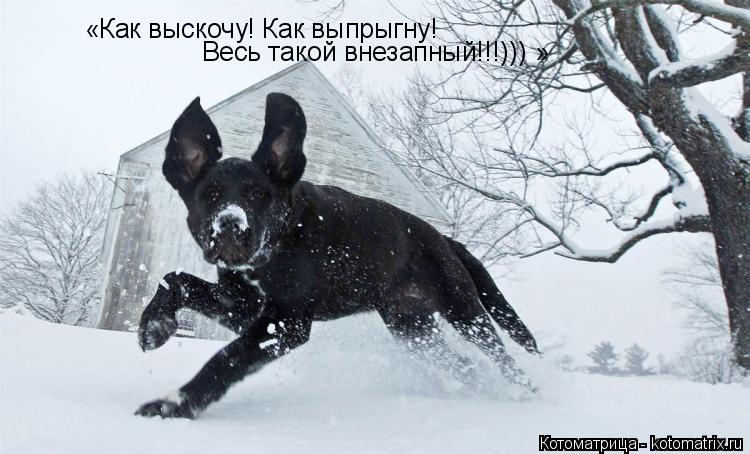 «Как выскочу! Как выпрыгну! Весь такой внезапный!!!))) »... Котоматрица: «Как выскочу! Как выпрыгну! Весь такой внезапный!!!))) »