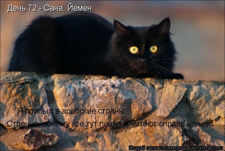 День 72 - Сана, Йемен Я прибыл в арабские страны Странно, почему все тут пишут и читают справа налево... Котоматрица: День 72 - Сана, Йемен Я прибыл в арабские страны Странно, почему все тут пишут и читают справа налево