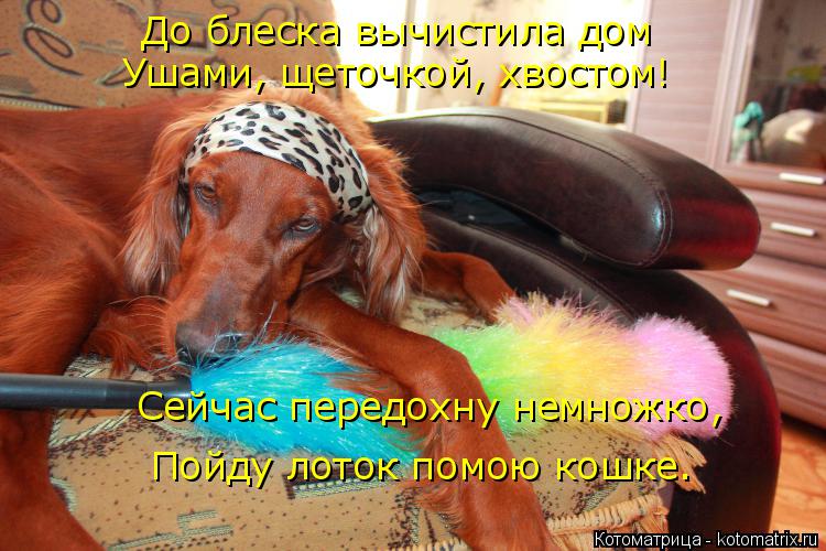 До блеска вычистила дом Ушами, щеточкой, хвостом! Сейчас передохну немножко, Пойду лоток помою кошке.... Котоматрица: До блеска вычистила дом Ушами, щеточкой, хвостом! Сейчас передохну немножко, Пойду лоток помою кошке.