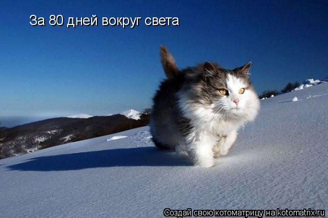 За 80 дней вокруг света... Котоматрица: За 80 дней вокруг света