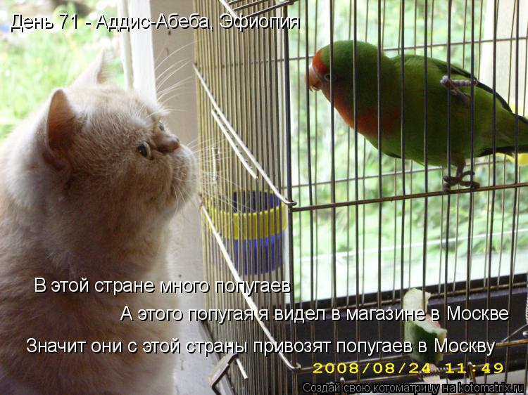 День 71 - Аддис-Абеба, Эфиопия В этой стране много попугаев А этого попугая я видел в магазине в Моск... Котоматрица: День 71 - Аддис-Абеба, Эфиопия В этой стране много попугаев А этого попугая я видел в магазине в Москве Значит они с этой страны привозят попу