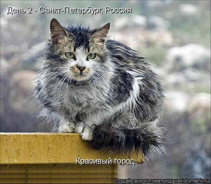 День 2 - Санкт-Петербург, Россия Красивый город... Котоматрица: День 2 - Санкт-Петербург, Россия Красивый город