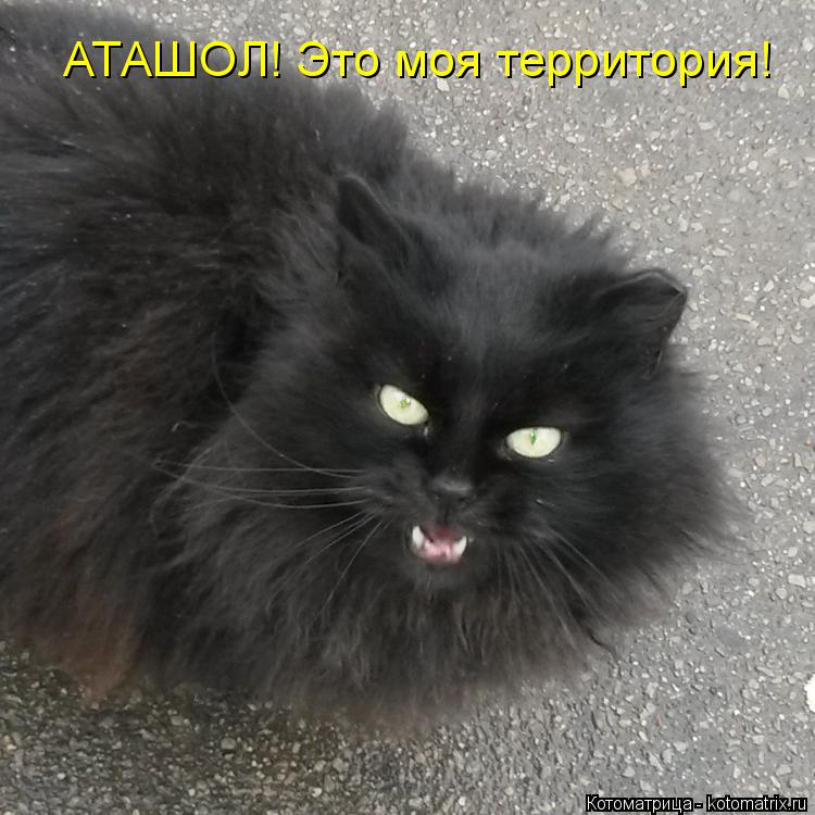 АТАШОЛ! Это моя территория!... Котоматрица: АТАШОЛ! Это моя территория!