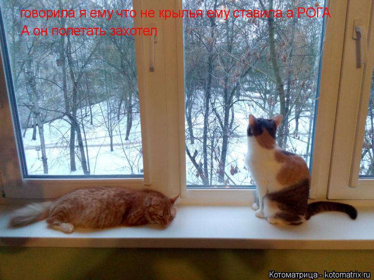 говорила я ему что не крылья ему ставила а РОГА А он полетать захотел... Котоматрица: говорила я ему что не крылья ему ставила а РОГА А он полетать захотел
