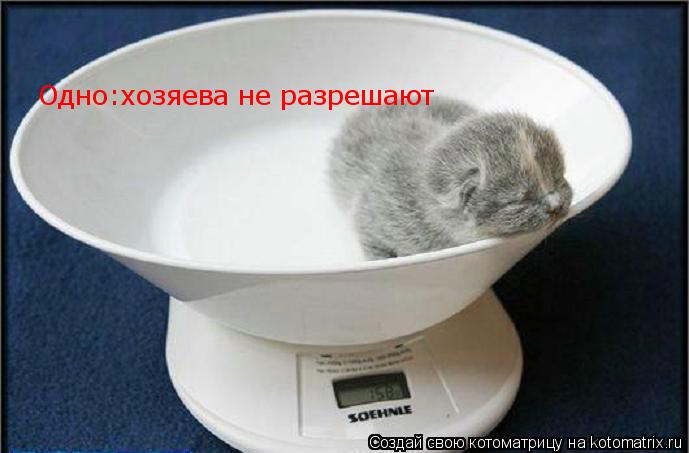 Восмое марта! Уррра! Будем торт есть но Одно:хозяева не разрешают... Котоматрица: Восмое марта! Уррра! Будем торт есть но Одно:хозяева не разрешают