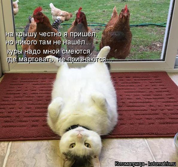 на крышу честно я пришёл, но никого там не нашёл... куры надо мной смеются, где мартовать, не признаю... Котоматрица: на крышу честно я пришёл, но никого там не нашёл... куры надо мной смеются, где мартовать, не признаются...