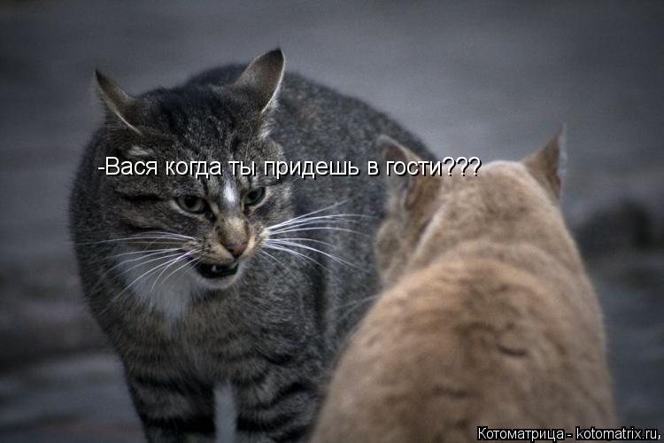 -Вася когда ты придешь в гости???... Котоматрица: -Вася когда ты придешь в гости???