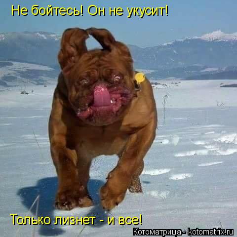 Не бойтесь! Он не укусит! Только лизнет - и все!... Котоматрица: Не бойтесь! Он не укусит! Только лизнет - и все!