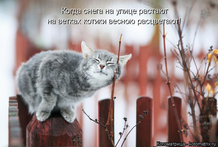 на ветках котики весною расцветают! Когда снега на улице растают... Котоматрица: на ветках котики весною расцветают! Когда снега на улице растают