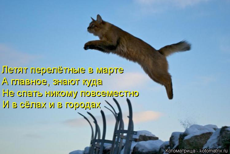 Летят перелётные в марте А главное, знают куда Не спать никому повсеместно И в сёлах и в городах... Котоматрица: Летят перелётные в марте А главное, знают куда Не спать никому повсеместно И в сёлах и в городах