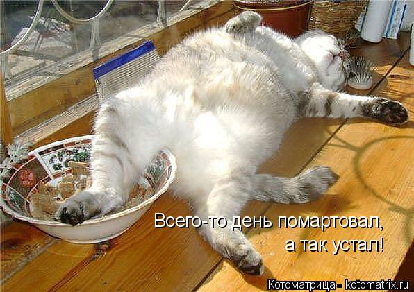 Всего-то день помартовал, а так устал!... Котоматрица: Всего-то день помартовал, а так устал!