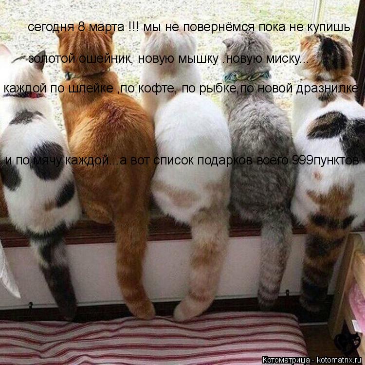 сегодня 8 марта !!! мы не повернёмся пока не купишь золотой ошейник, новую мышку .новую миску... каж... Котоматрица: сегодня 8 марта !!! мы не повернёмся пока не купишь золотой ошейник, новую мышку .новую миску... каждой по шлейке ,по кофте, по рыбке,по новой др