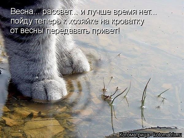 Весна... рассвет... и лучше время нет... пойду теперь к хозяйке на кроватку от весны передавать приве... Котоматрица: Весна... рассвет... и лучше время нет... пойду теперь к хозяйке на кроватку от весны передавать привет!