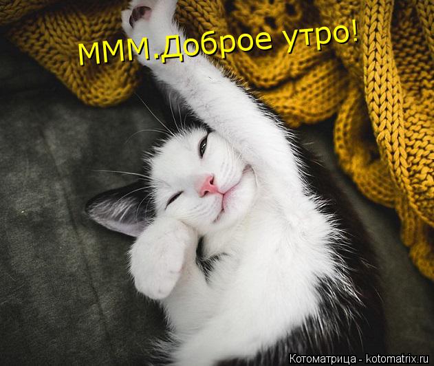 Котоматрица: МММ.Доброе утро!