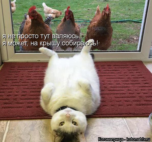 я не просто тут валяюсь... я может, на крышу собираюсь!... Котоматрица: я не просто тут валяюсь... я может, на крышу собираюсь!
