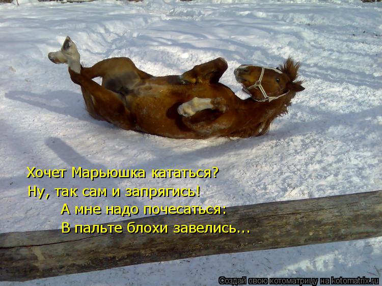 Хочет Марьюшка кататься? Ну, так сам и запрягись! А мне надо почесаться: В пальте блохи завелись...... Котоматрица: Хочет Марьюшка кататься? Ну, так сам и запрягись! А мне надо почесаться: В пальте блохи завелись...