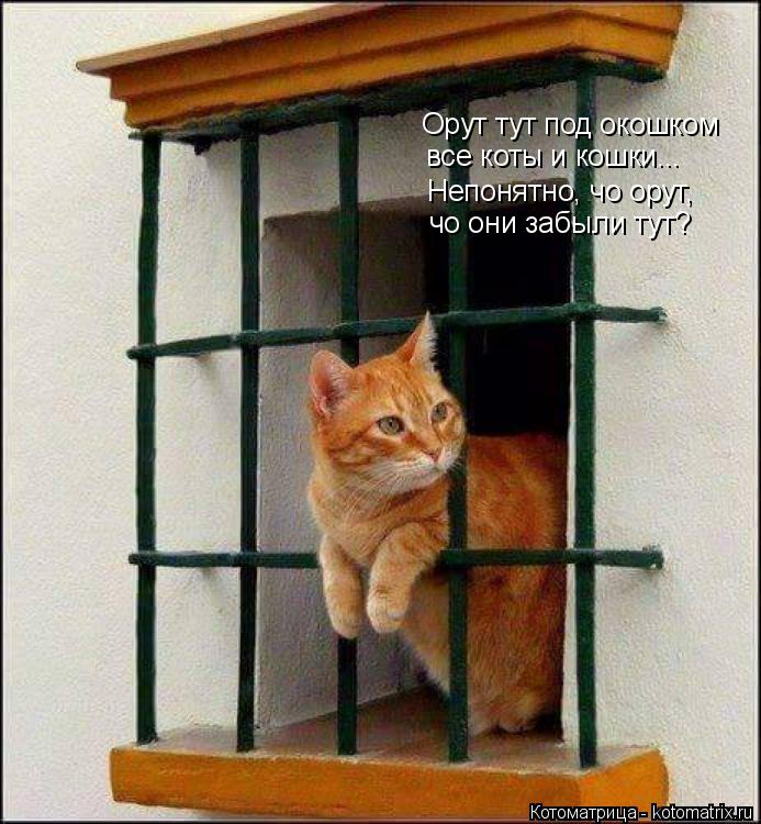 Орут тут под окошком все коты и кошки... Непонятно, чо орут, чо они забыли тут?... Котоматрица: Орут тут под окошком все коты и кошки... Непонятно, чо орут, чо они забыли тут?