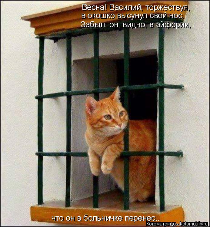 Весна! Василий, торжествуя, в окошко высунул свой нос. Забыл он, видно, в эйфории, что он в больни... Котоматрица: Весна! Василий, торжествуя, в окошко высунул свой нос. Забыл он, видно, в эйфории, что он в больничке перенес..