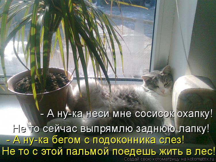 - А ну-ка неси мне сосисок охапку! Не то сейчас выпрямлю заднюю лапку! - А ну-ка бегом с подоконника ... Котоматрица: - А ну-ка неси мне сосисок охапку! Не то сейчас выпрямлю заднюю лапку! - А ну-ка бегом с подоконника слез! Не то с этой пальмой поедешь жить в ле