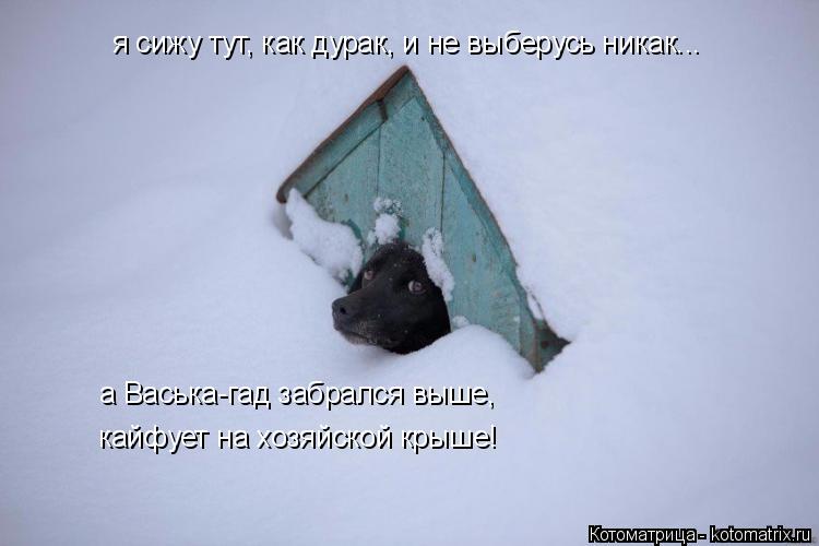 я сижу тут, как дурак, и не выберусь никак... а Васька-гад забрался выше, кайфует на хозяйской крыше... Котоматрица: я сижу тут, как дурак, и не выберусь никак... а Васька-гад забрался выше, кайфует на хозяйской крыше!