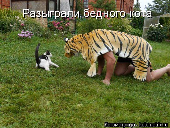 Разыграли бедного кота... Котоматрица: Разыграли бедного кота