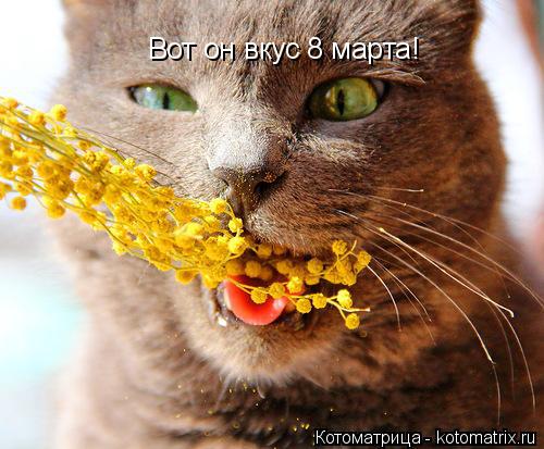 Вот он вкус 8 марта!... Котоматрица: Вот он вкус 8 марта!