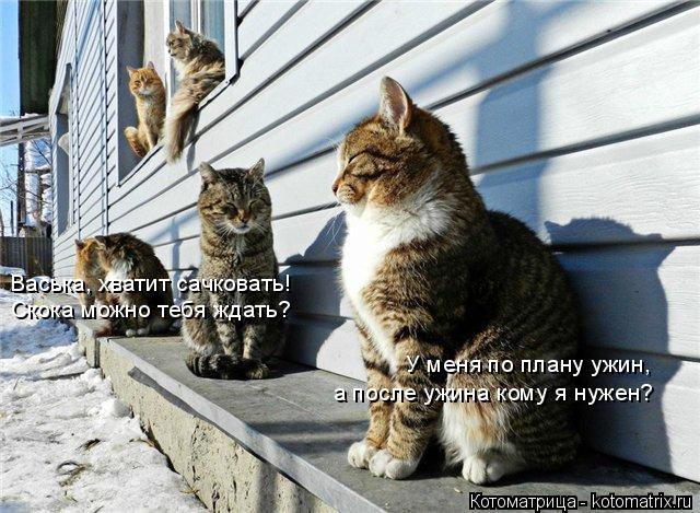 Васька, хватит сачковать! Скока можно тебя ждать? У меня по плану ужин, а после ужина кому я нужен?... Котоматрица: Васька, хватит сачковать! Скока можно тебя ждать? У меня по плану ужин, а после ужина кому я нужен?