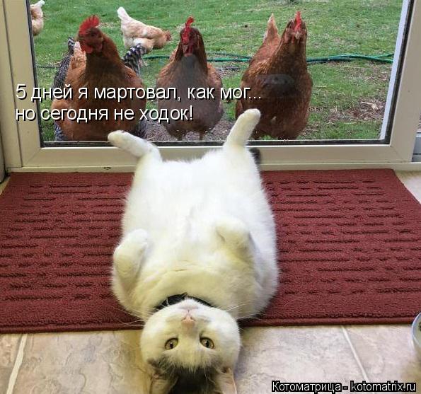 5 дней я мартовал, как мог... но сегодня не ходок!... Котоматрица: 5 дней я мартовал, как мог... но сегодня не ходок!