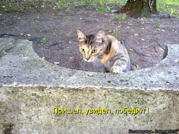 Пришел, увидел, победил !... Котоматрица: Пришел, увидел, победил !