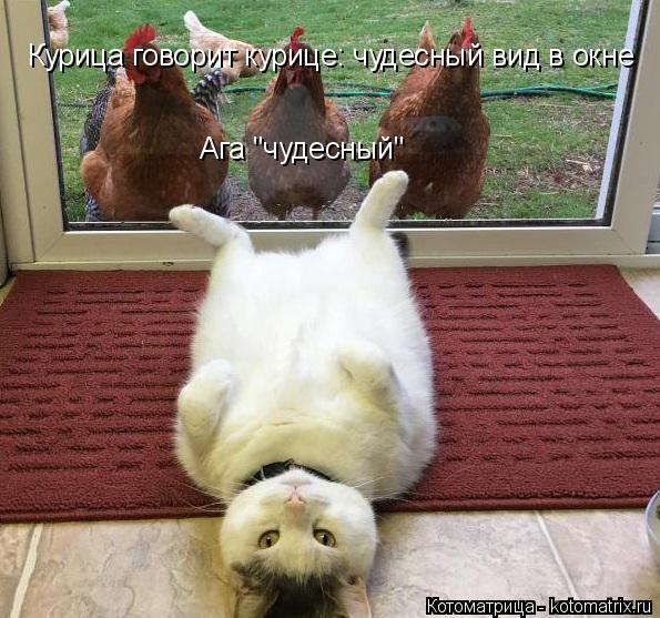 Курица говорит курице: чудесный вид в окне Ага "чудесный"... Котоматрица: Курица говорит курице: чудесный вид в окне Ага "чудесный"