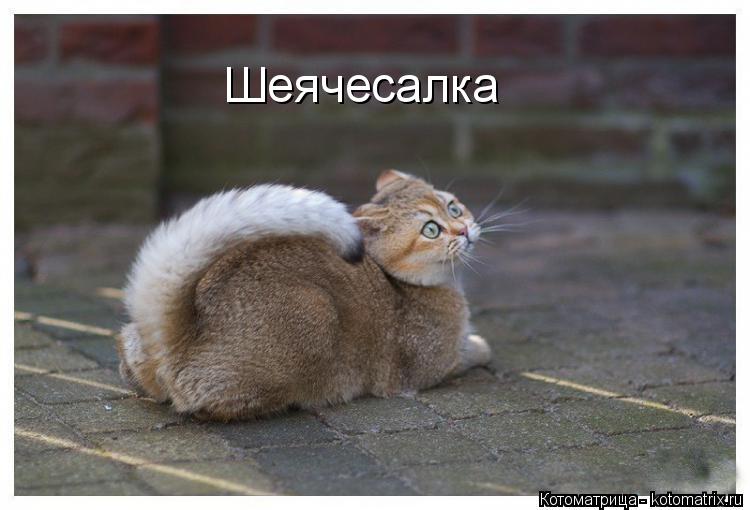 Шеячесалка... Котоматрица: Шеячесалка