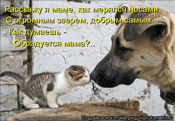 Расскажу я маме, как мерялся носами С огромным зверем, добрым самым... Как думаешь - Обрадуется мама... Котоматрица: Расскажу я маме, как мерялся носами С огромным зверем, добрым самым... Как думаешь - Обрадуется мама?..