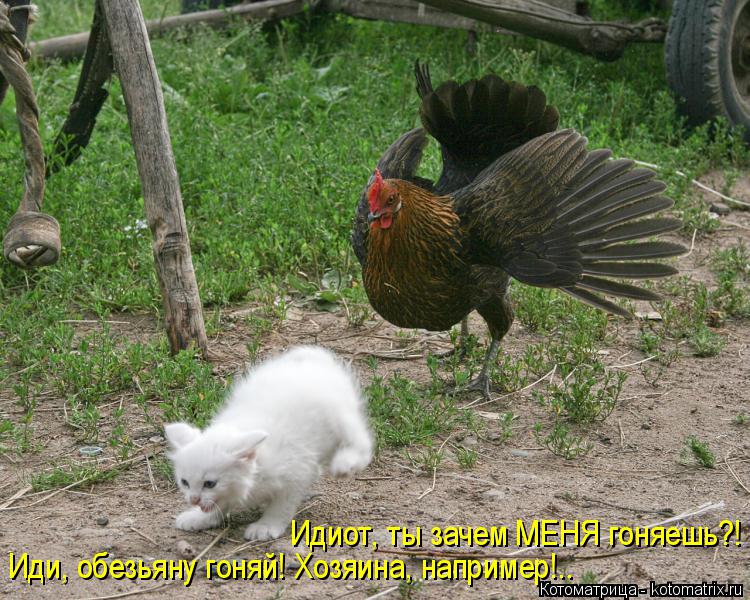Идиот, ты зачем МЕНЯ гоняешь?! Иди, обезьяну гоняй! Хозяина, например!..... Котоматрица: Идиот, ты зачем МЕНЯ гоняешь?! Иди, обезьяну гоняй! Хозяина, например!..