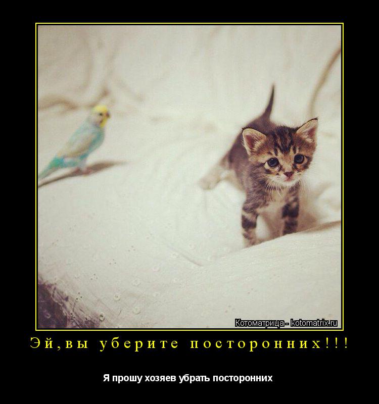 Эй,вы уберите посторонних!!! Я прошу хозяев убрать посторонних ... Котоматрица: Эй,вы уберите посторонних!!! Я прошу хозяев убрать посторонних