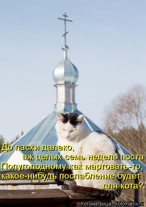 До пасхи далеко, аж целых семь недель поста Полуголодному как мартовать-то, какое-нибудь послабление ... Котоматрица: До пасхи далеко, аж целых семь недель поста Полуголодному как мартовать-то, какое-нибудь послабление будет для кота?