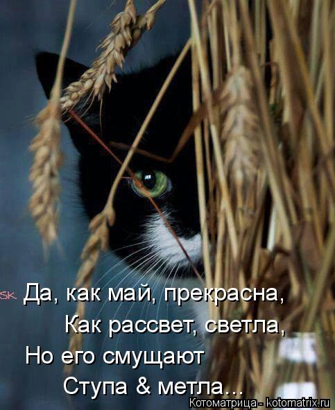 Да, как май, прекрасна, Как рассвет, светла, Но его смущают Ступа & метла...... Котоматрица: Да, как май, прекрасна, Как рассвет, светла, Но его смущают Ступа & метла...