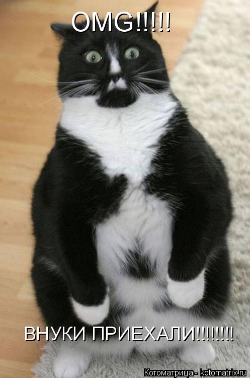 OMG!!!!! ВНУКИ ПРИЕХАЛИ!!!!!!!!... Котоматрица: OMG!!!!! ВНУКИ ПРИЕХАЛИ!!!!!!!!