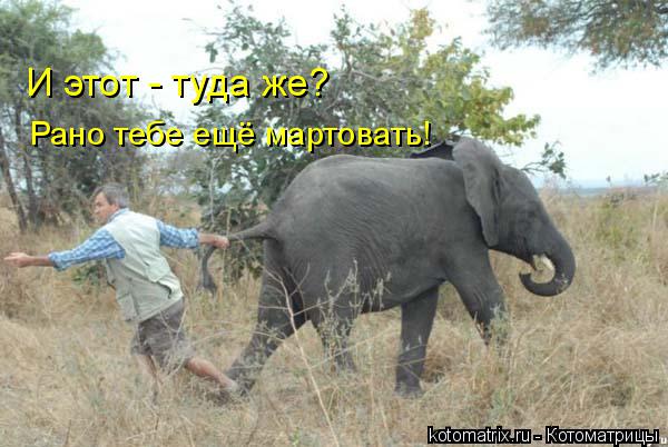 И этот - туда же? Рано тебе ещё мартовать!... Котоматрица: И этот - туда же? Рано тебе ещё мартовать!